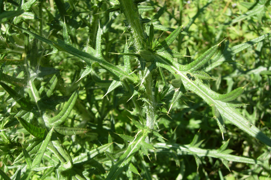Fiori spinosi - Onopordum sp. e Cirsium vulgare